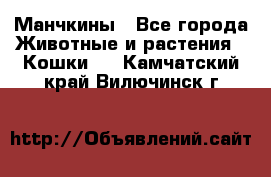 Манчкины - Все города Животные и растения » Кошки   . Камчатский край,Вилючинск г.